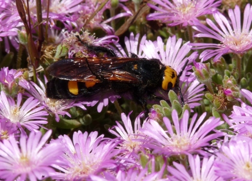 PIANTE PER ATTRARRE UCCELLI, FARFALLE, INSETTI & CO